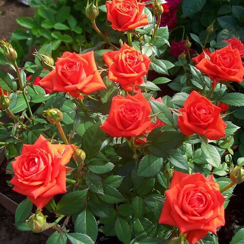 Роза миниатюрная Оранж Мини/Orange Mini  С6