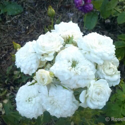 Роза миниатюрная Уайт Джем/White Gem (Meilland) С6