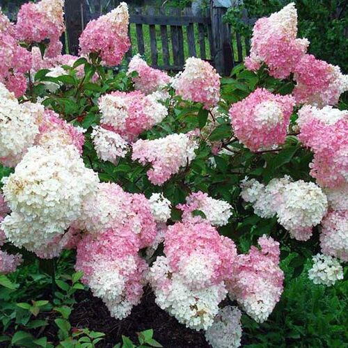 Гортензия метельчатая Тач оф Пинк/Hydrangea paniculata Touch of Pink C7,5