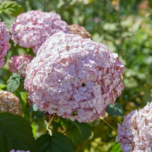 Гортензия древовидная Кандибелле Маршмеллоу /Hydrangea arborescens Candybelle Marshmallo 60-80 С7,5