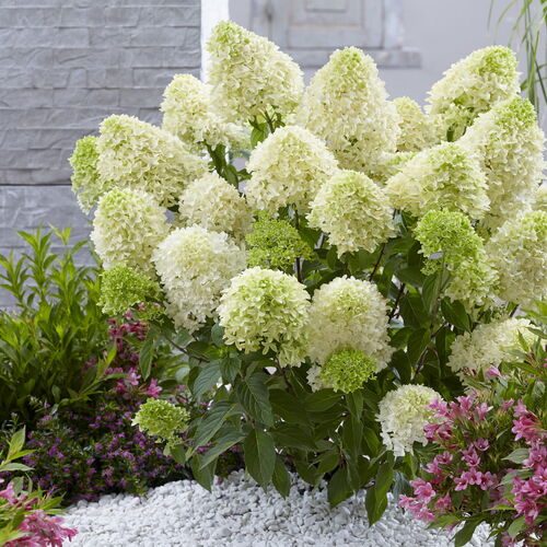 Гортензия метельчатая Скайфолл/Hydrangea paniculata Skyfall 40-60 С7,5 СП