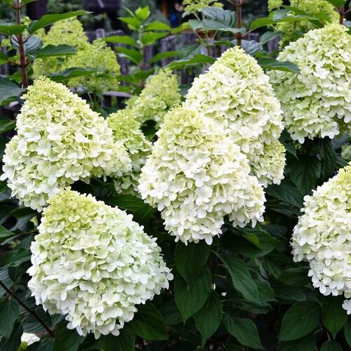 Гортензия метельчатая Геркулес/Hydrangea paniculata Hercules 60-80 С7,5 СП