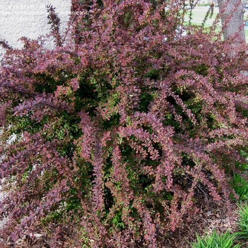 Барбарис Тунберга Роуз Глоу/Berberis thunbergii Rose Glow 50-70 C7,5