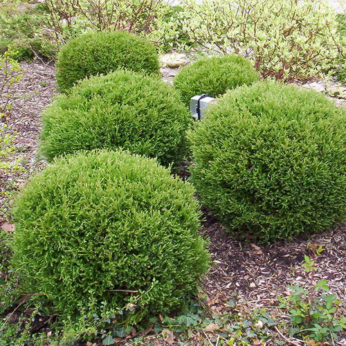 Туя западная Мистер Боулинг Болл/Thuja occidentalis Mr Bowling Ball 20-30 С7,5