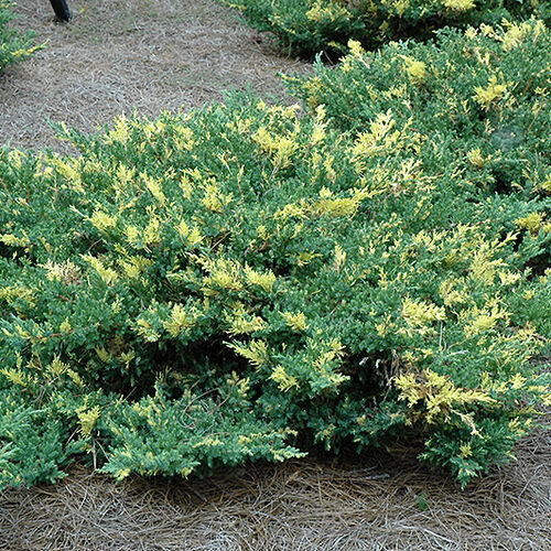 Можжевельник казацкий Вариегата/Juniperus sabina Variegata 30-40 С5