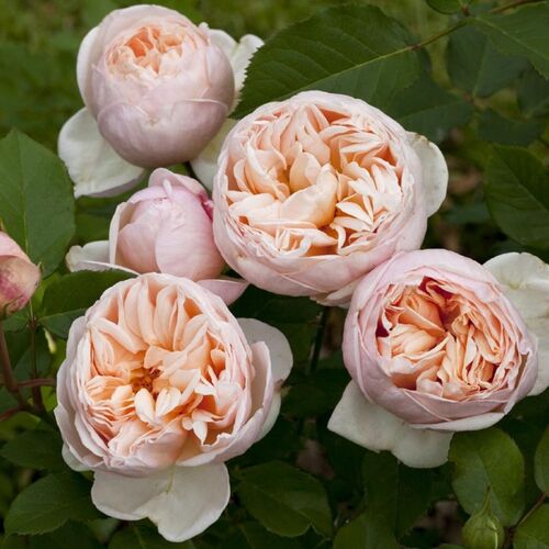 Роза чайно-гибридная Бэлль Романтика/Balle Romantica C6