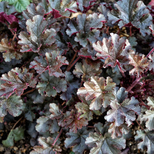 Гейхера гибридная Принц/Heuchera hybrid Prince Р1,5