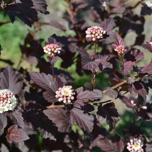 Пузыреплодник калинолистный Миднайт/Physocarpus opulifolius Midnight 30-40 С3