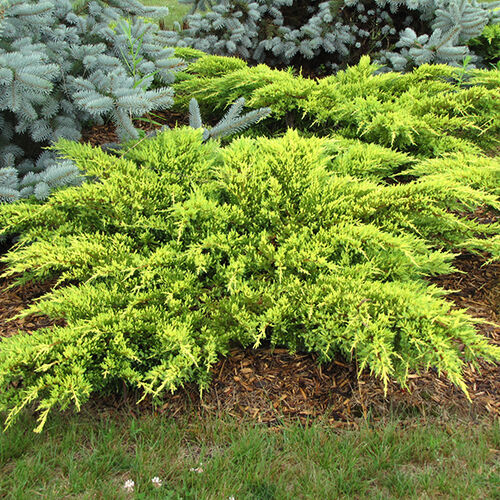 Можжевельник китайский Дабс Фростед/Juniperus chinensis Daub’s Frosted 30-40 С3