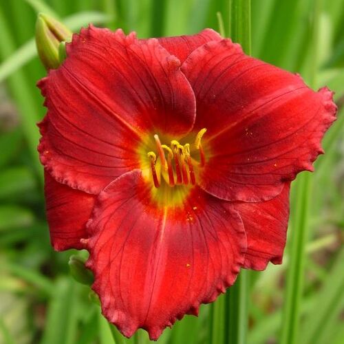 Лилейник гибридный Силоам Рэд Той/Hemerocallis hybridа Siloam Red Toy С3