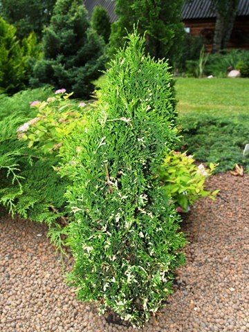 Туя западная Конфетти/Thuja occidentalis Konfetti 80-100 С25