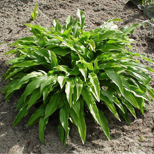 Хоста гибридная Грин Бэг/Hosta hybrid Green Bag С3