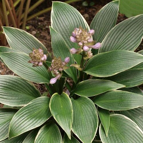 Хоста гибридная Силвер Шэдоу/Hosta hybrid Silver Shadow С3