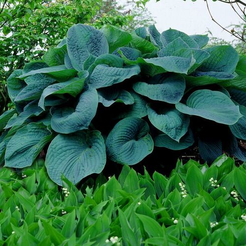 Хоста гибридная Биг Дэдди/Hosta hybrid Big Daddy С3