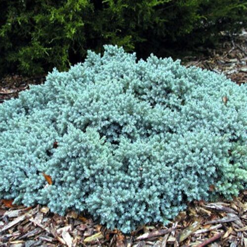 Можжевельник чешуйчатый Блю Стар/Juniperus squamata Blue Star Ра80 С10