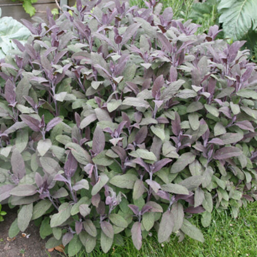 Шалфей (сальвия) лекарственный Пурпурный/Salvia officinalis Purpurascen Р1,5