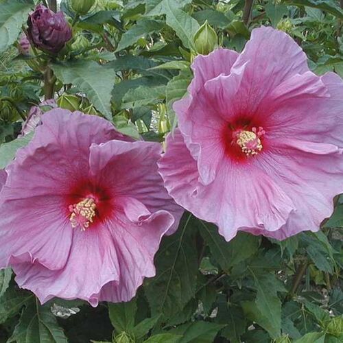 Гибискус гибридный Фантазия/Hibiscus hybridus Fantasia С3