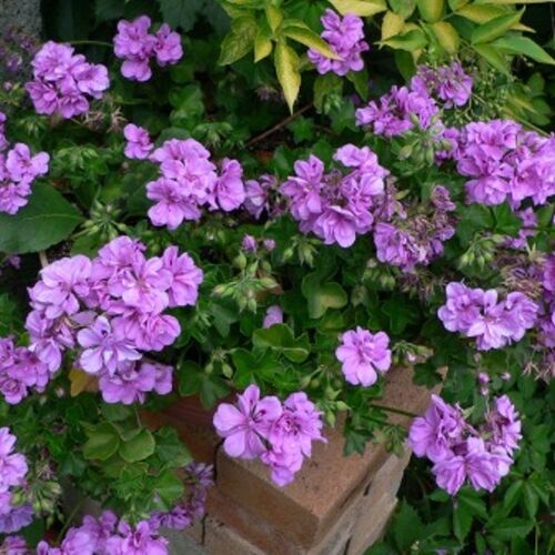 Пеларгония плющелистная Блю Сибил/Pelargonium peltatum Blue Sybil