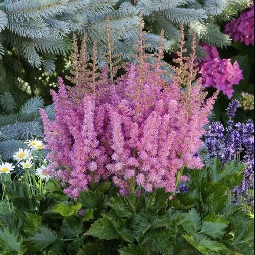 Астильба китайская Литл Вижн ин Пинк/Astilbe chinensis Little Vision in Pink P1.5