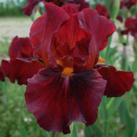 Ирис бородатый (германский) Ред Зингер/Iris germanica Red Zinger Р1,5