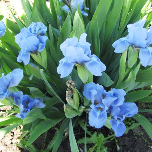Ирис карликовый Блю Деним/Iris pumila Blue Denim P1,5