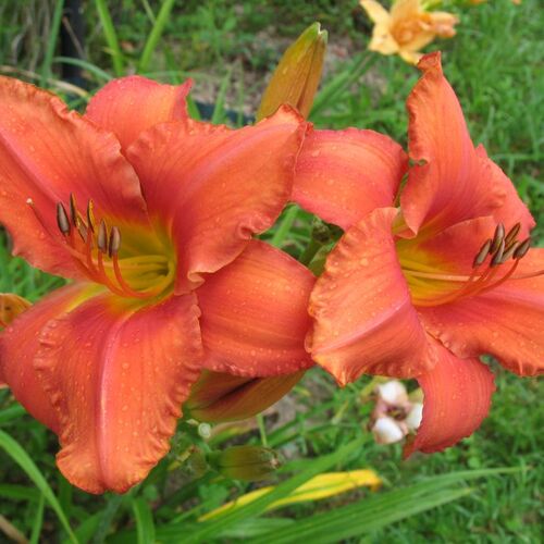 Лилейник гибридный Саут Сиз/Hemerocallis hybridа South Seas Р1,5