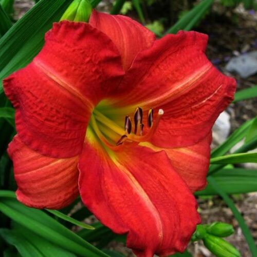 Лилейник гибридный Ред Рам/Hemerocallis hybrida Red Rum Р1,5