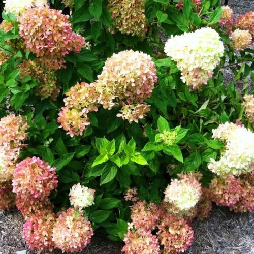 Гортензия метельчатая Жемчужина фестиваля/Hydrangea paniculata Perle de Festival С3 СП