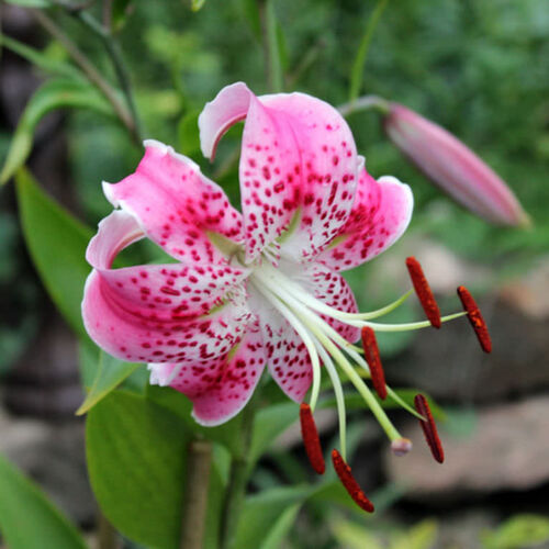 Лилия Прекрасная Рубрум/Lilium Speciosum Rubrum Р2