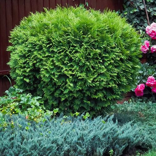 Туя западная Литтл Джиант/Thuja occidentalis Little Giant 40-60 C10