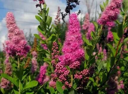 Спирея Билларда/Spiraea x billardii 60-80 7,5 СП