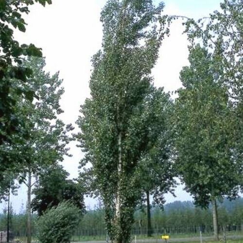 Береза повислая Обелиск/Betula pendula Obelisk 180-200 С10