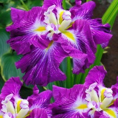 Ирис мечевидный Персефона /Iris ensata Persephone Р1,5