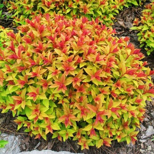 Спирея японская Голдфлэйм/Spiraea japonica Goldflame 40-50 C3