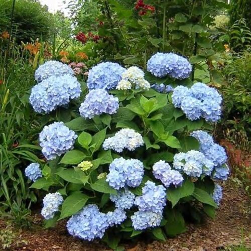 Гортензия крупнолистная/Hydrangea macrophylla C1,5