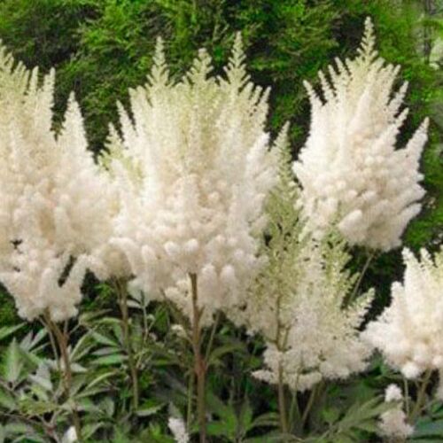 Астильба Арендса Диамант/Astilbe arendsii Diamant С2