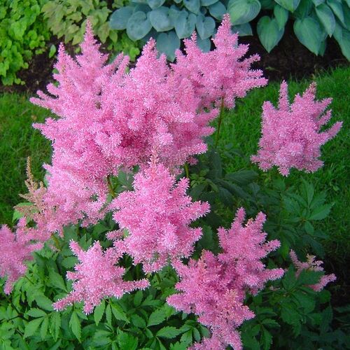 Астильба Арендса Глория Пурпурея/Astilbe arendsii Gloria Purpurea С2