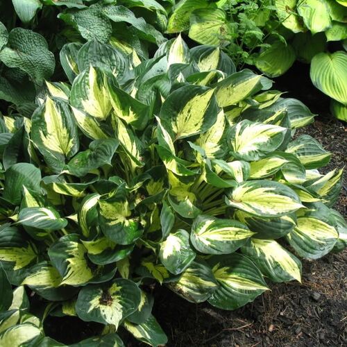 Хоста гибридная Революция/Hosta hybrid Revolution Р1,5