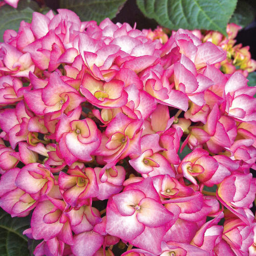 Гортензия крупнолистная Графиня Косел/Hydrangea macrophylla Grafin Cosel  40-60 С5