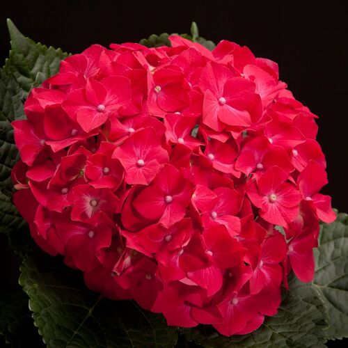 Гортензия крупнолистная Хот Ред/Hydrangea macrophylla Hot Red 10-20 С5