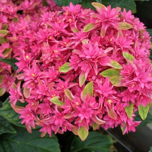 Гортензия крупнолистная Принцесса Диана/Hydrangea macrophylla Princess Diana 30-40 С5