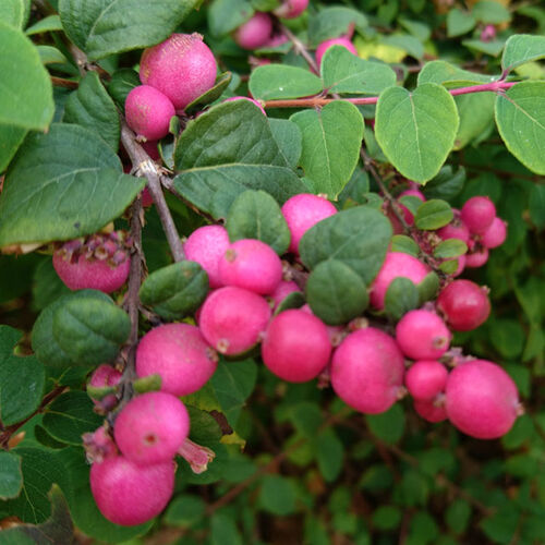 Снежноягодник хенаульта Хэнкок/Symphoricarpos chenaultii Hancock 30-40 С5