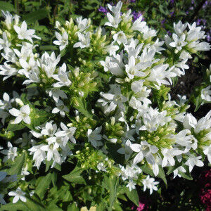 Колокольчик скученный Шнеекроне/Campanula glomerata Schneekrone Р1,5