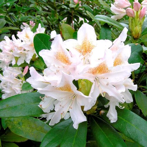 Рододендрон гибридный Каннингемс Уайт/Rhododendron hybrid  Cunningham's White 30-40 С5