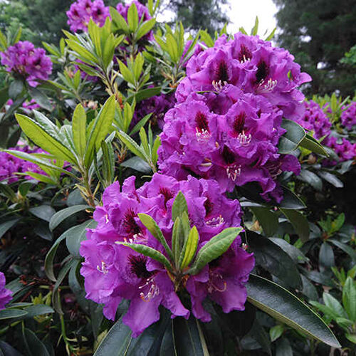 Рододендрон гибридный Распутин/Rhododendron hybridum Rasputin С5