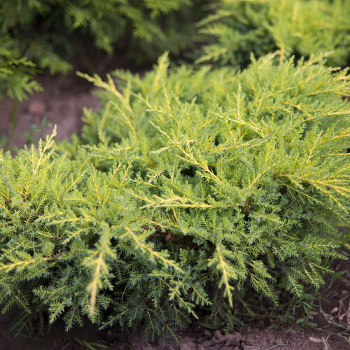 Можжевельник средний Пфитциреана Голд Стар/Juniperus мedia Pfitzeriana Gold Star 20-30 С5