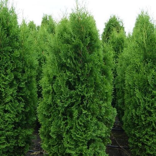 Туя западная Колумна/Thuja occidentalis Columna С3