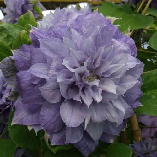 Клематис крупноцветковый Азур Болл/Clematis variety Azure Ball Р2