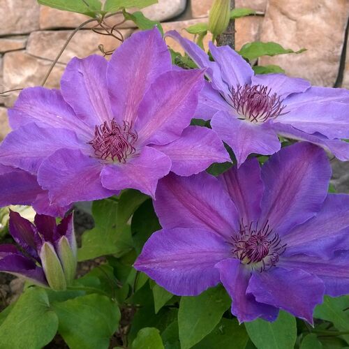 Клематис крупноцветковый Балтик/Clematis variety Baltyk Р2