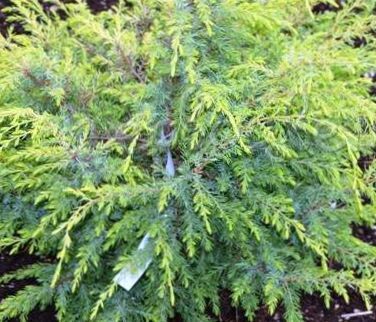 Можжевельник обыкновенный Эмсон/Juniperus communis Emson 60-80 С5